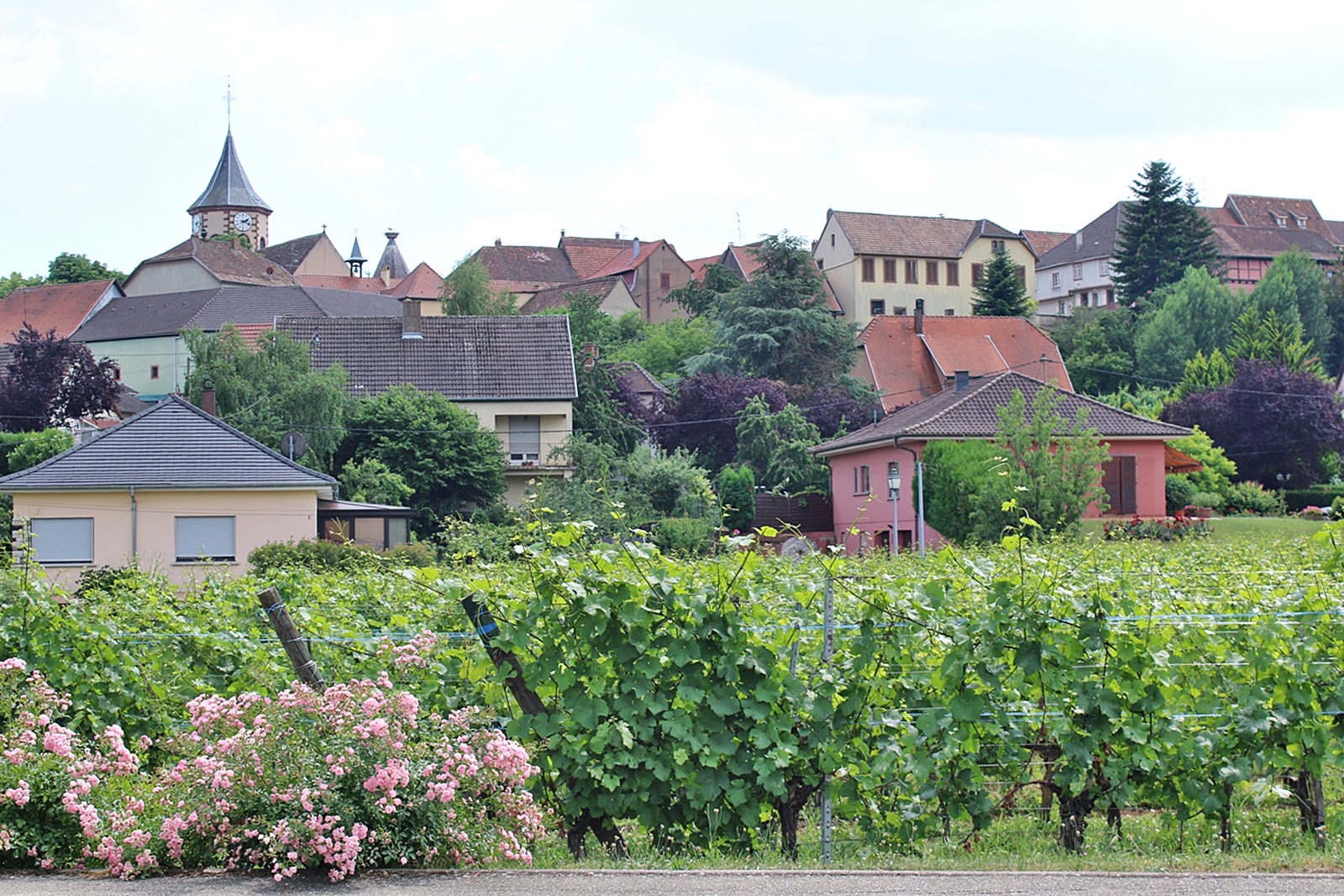 Besöker vingårdar i vackra Alsace i Frankrike