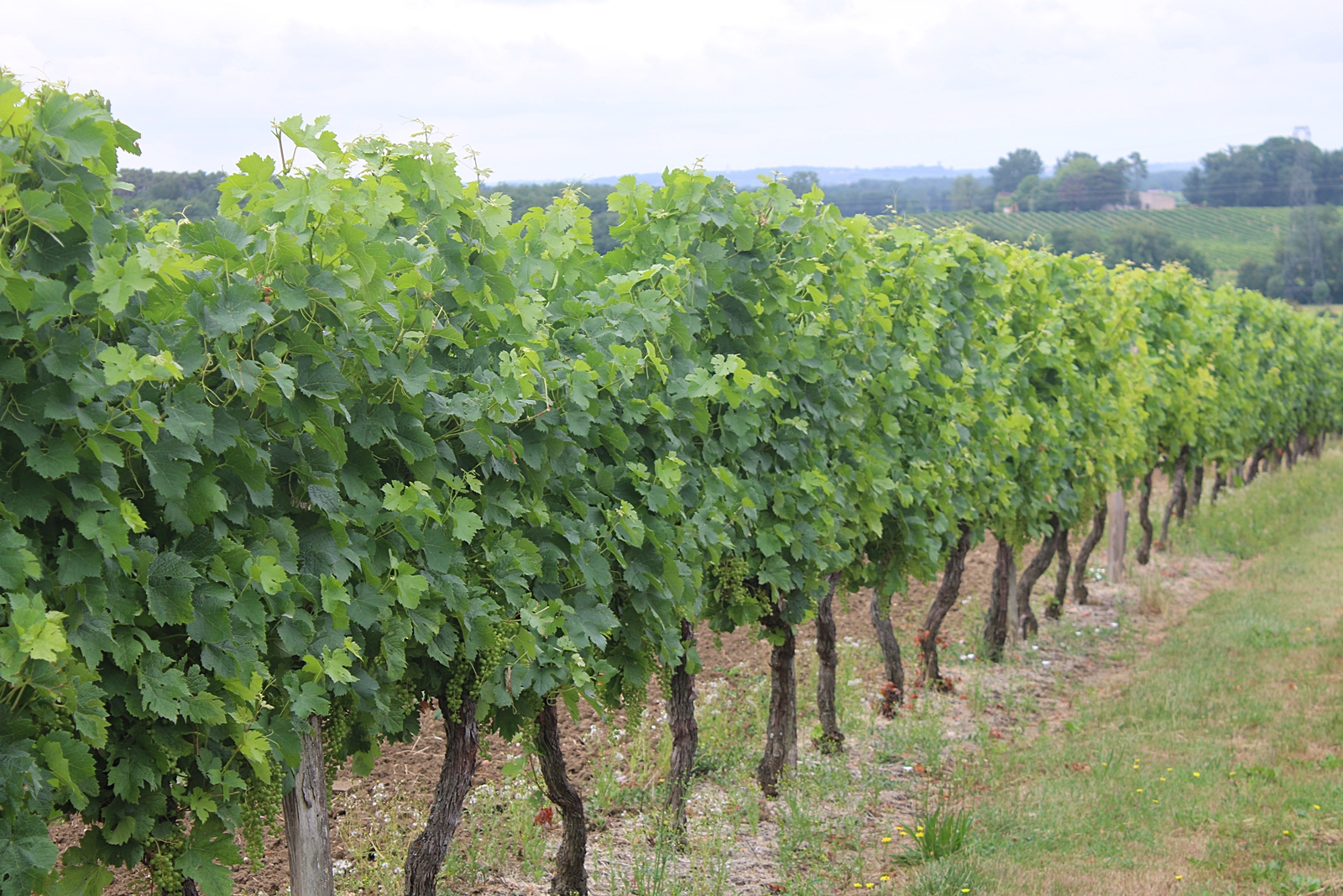 Välkomna till Bordeaux i Frankrike, nu testar vi röda viner